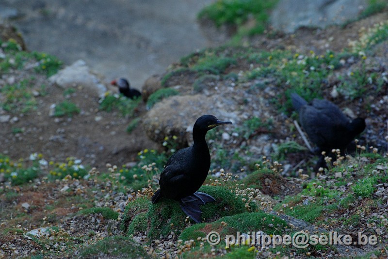 IMGP1853.JPG - cormoran huppé (phalacrocorax aristotelis)- Sumburgh RSPB reserve, Shetland (UK)