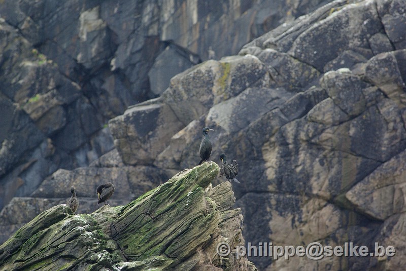 IMGP1902.JPG - cormorans huppés (phalacrocorax aristotelis) - Noss, Shetland (UK)