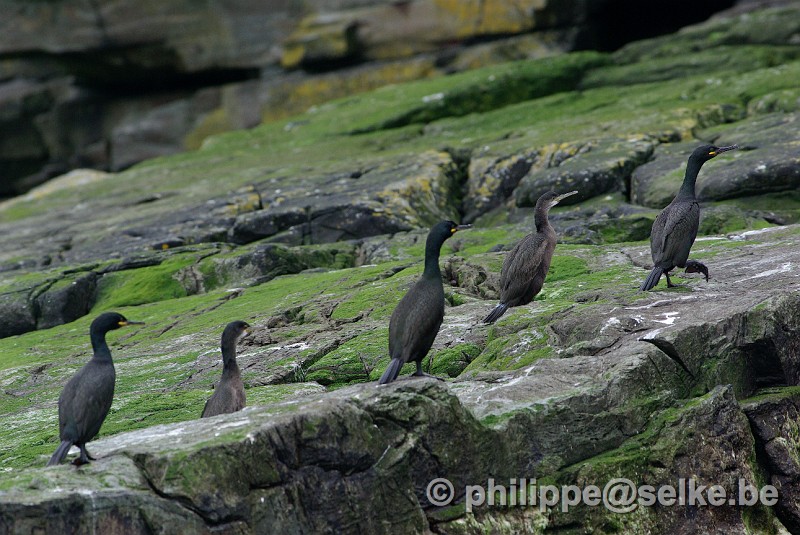 IMGP1905_2.JPG - cormorans huppés (phalacrocorax aristotelis) - Noss, Shetland (UK)