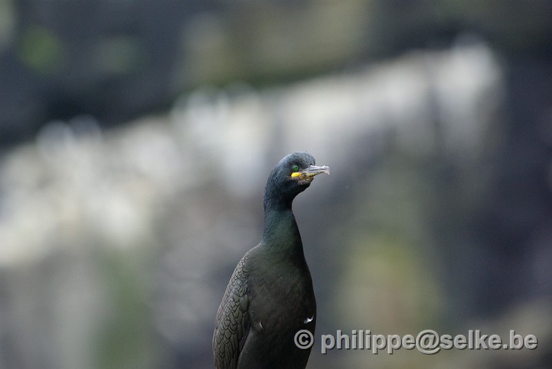 IMGP1911.JPG - cormoran huppé (phalacrocorax aristotelis) - Noss, Shetland (UK)