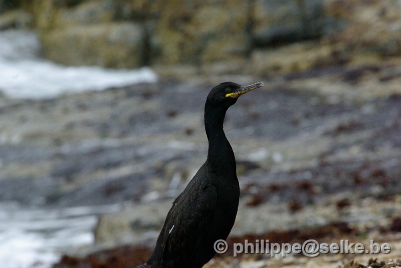 IMGP2092.JPG - cormoran huppé (phalacrocorax aristotelis) - Noss, Shetland (UK)