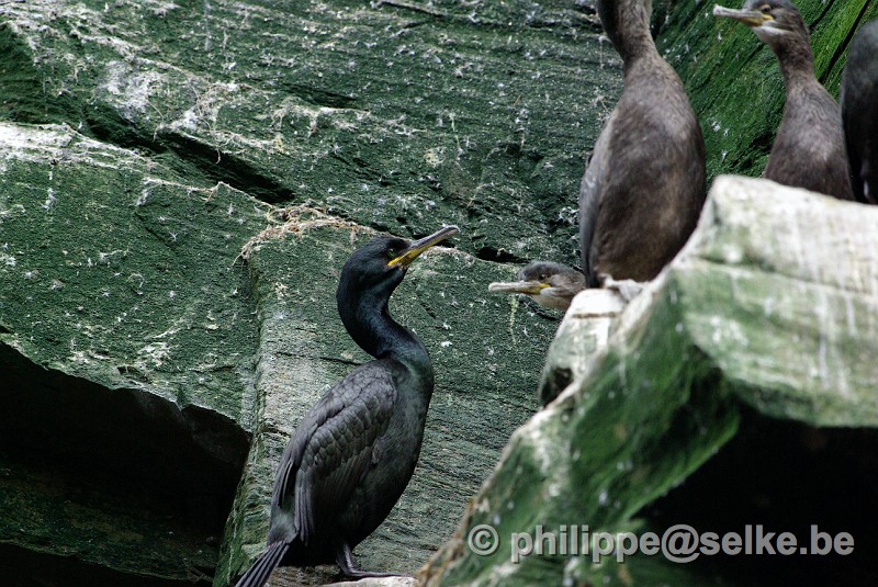 IMGP2126.JPG - cormorans huppés (phalacrocorax aristotelis) - Noss, Shetland (UK)