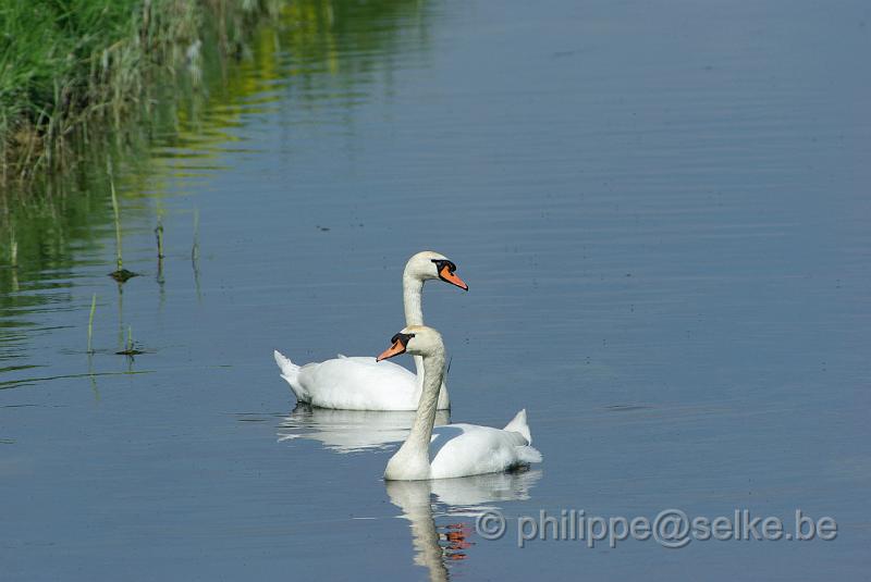 IMGP4505.JPG - Cygnes tuberculés