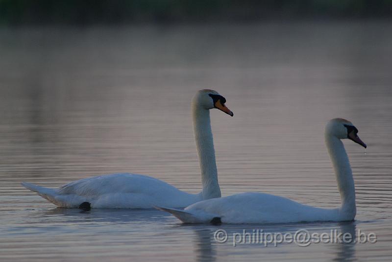 IMGP4558.JPG - Cygnes tuberculés