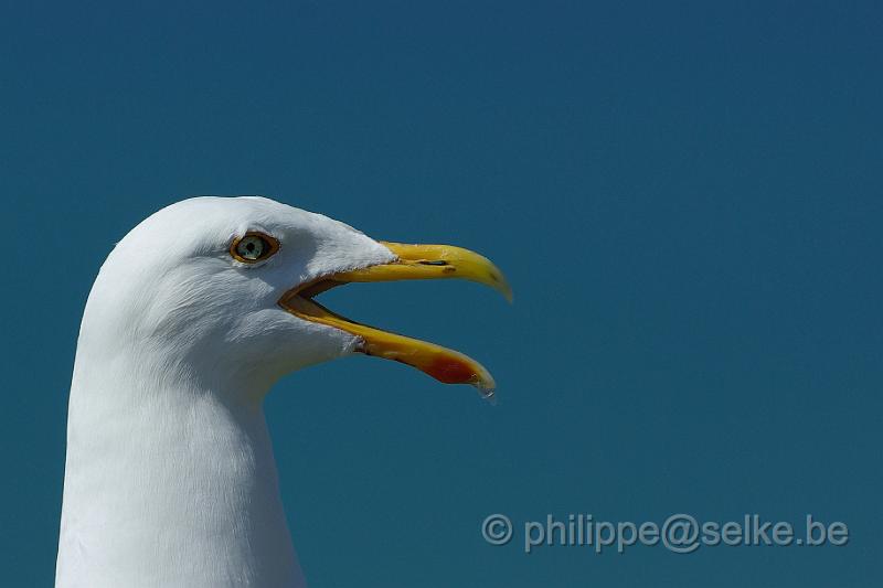 IMGP4632.JPG - Goéland argenté