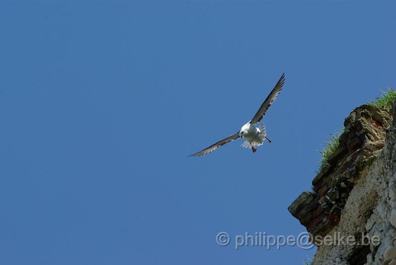 IMGP4659.JPG - Pétrel fulmar