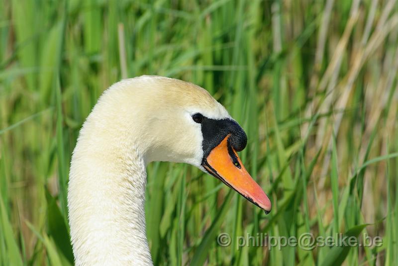 IMGP4683.JPG - Cygne tuberculé