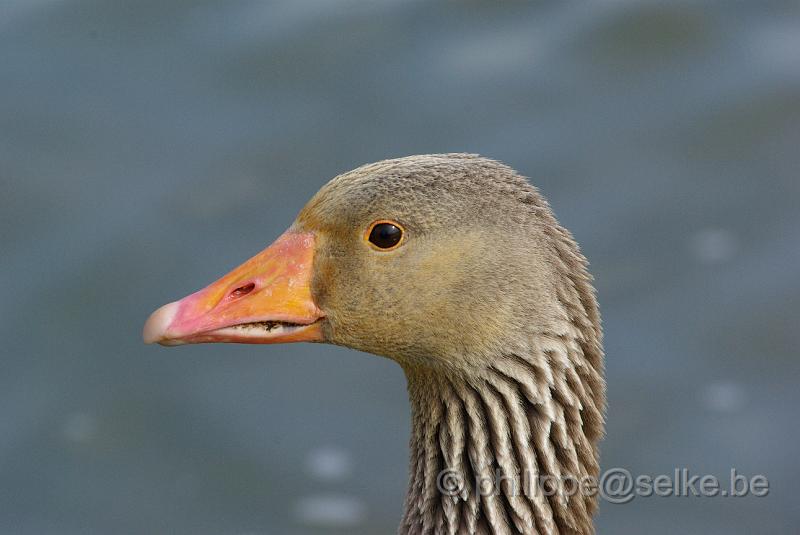 IMGP4747.JPG - Oie cendrée