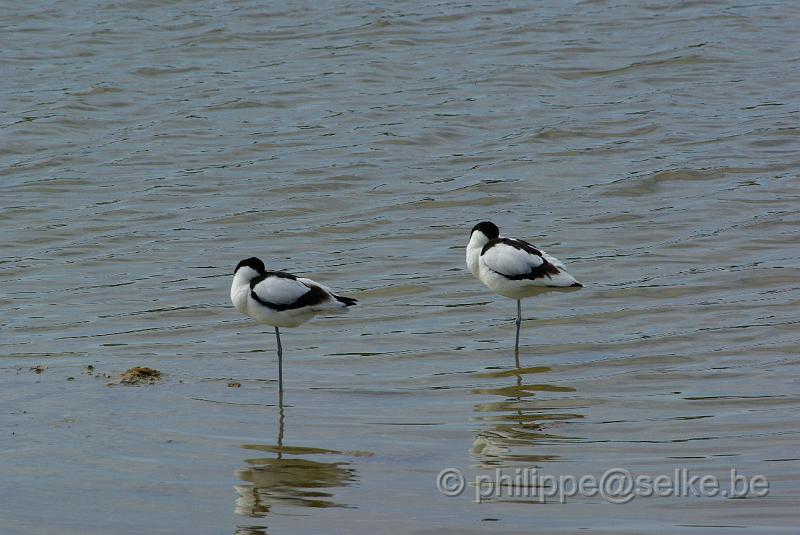 IMGP4801.JPG - Avocettes élégantes