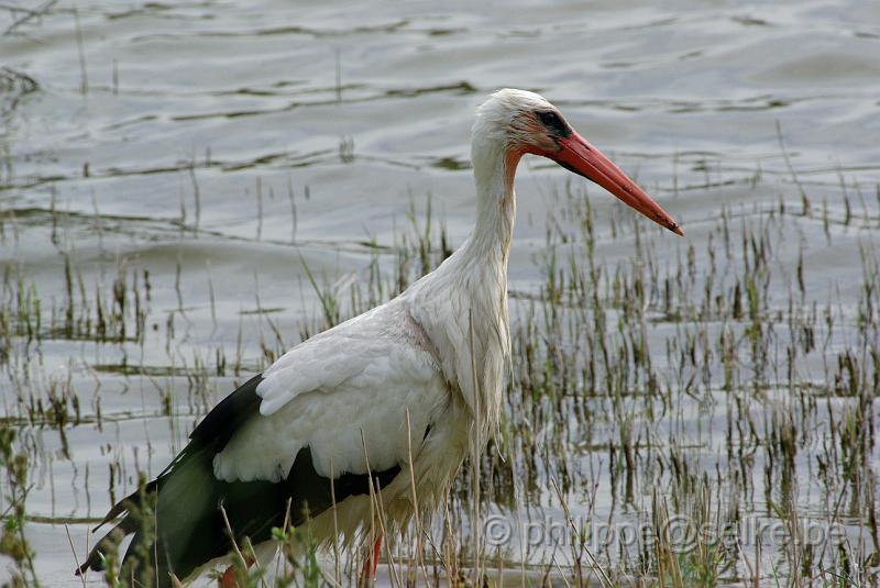 IMGP4804.JPG - Cigogne blanche