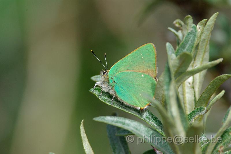 IMGP4834.JPG - Papillon à identifier