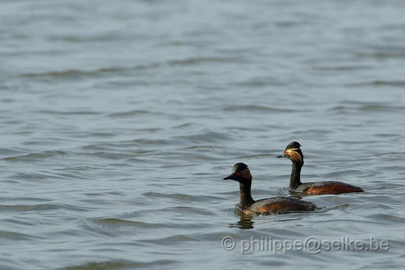 IMGP5057_2.JPG - Couple de grèbes à cou noir