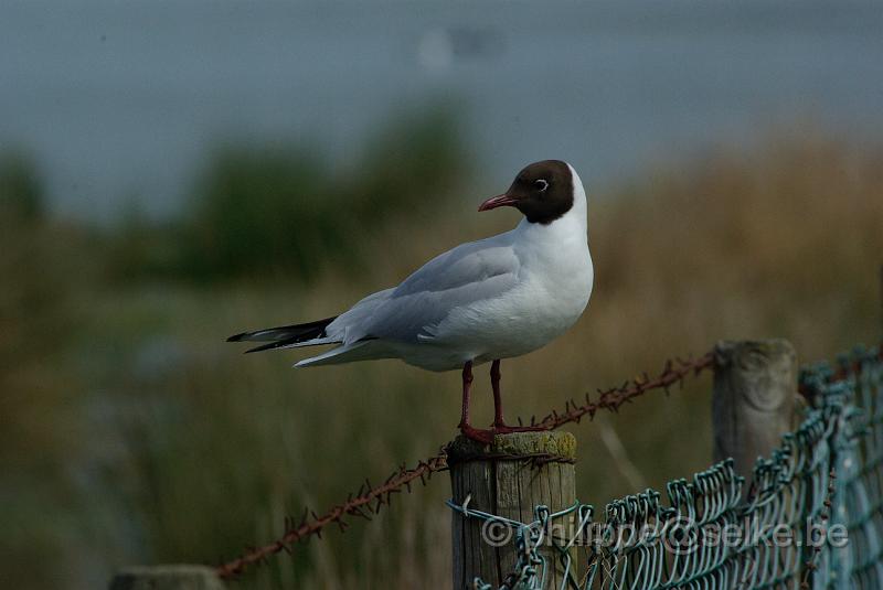 IMGP5089.JPG - Mouette rieuse