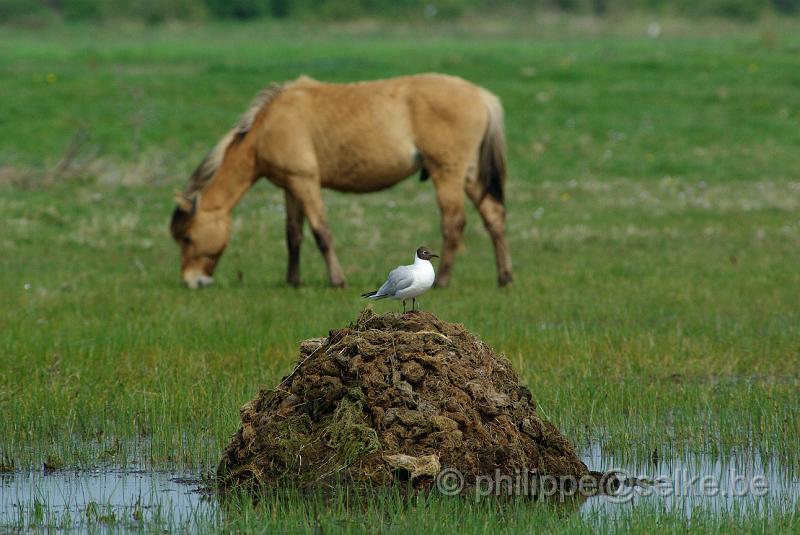 IMGP5098.JPG - Mouette rieuse et cheval Henson