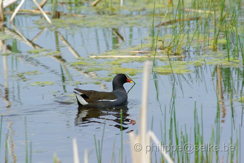 IMGP5122.JPG - Poule d'eau