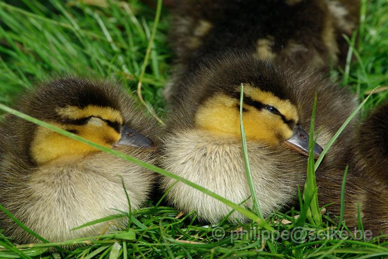 IMGP5148.JPG - Canetons de canard colvert