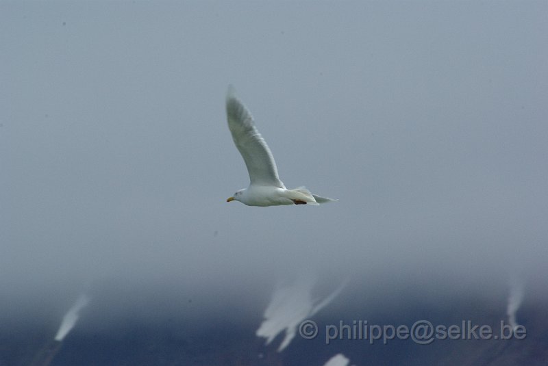 IMGP5978.JPG - Goéland bourgmestre (larus hyperboreus)