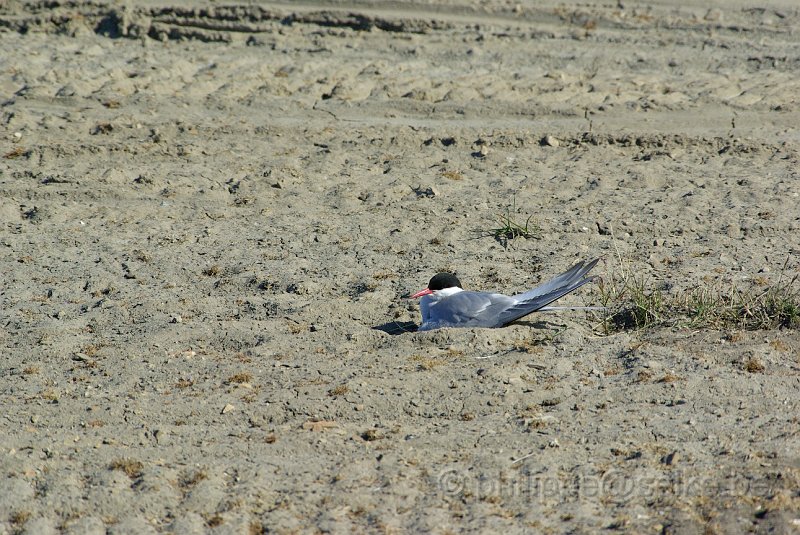 IMGP6007.JPG - Sterne arctique (sterna paradiseae)