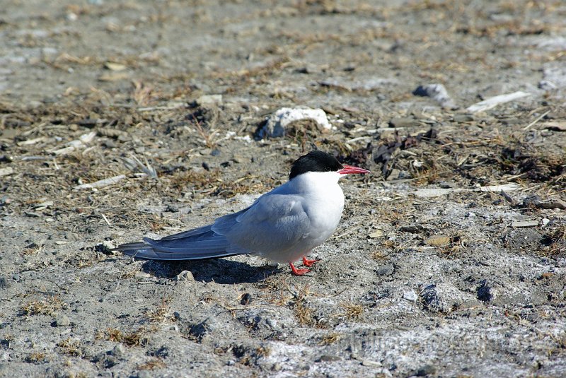 IMGP6014.JPG - Sterne arctique (sterna paradiseae)