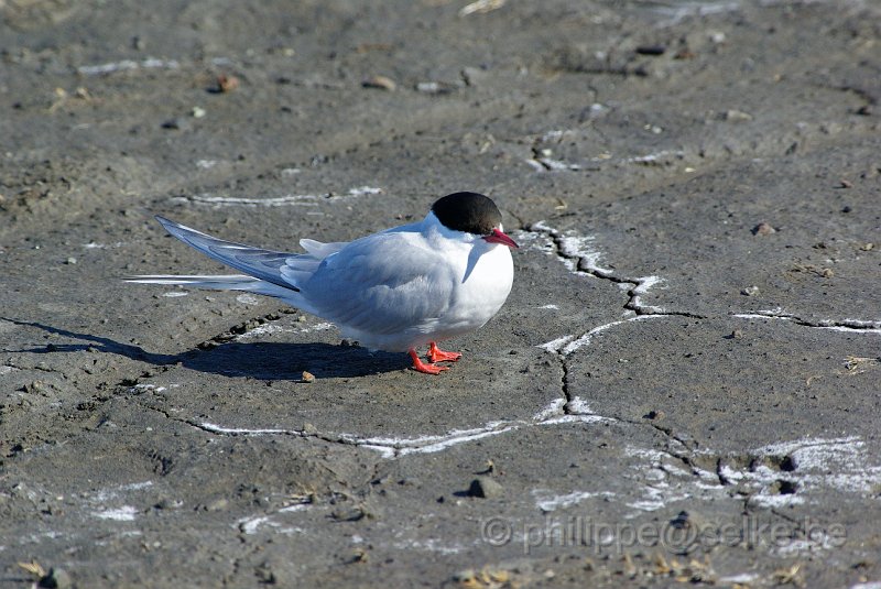 IMGP6019.JPG - Sterne arctique (sterna paradiseae)