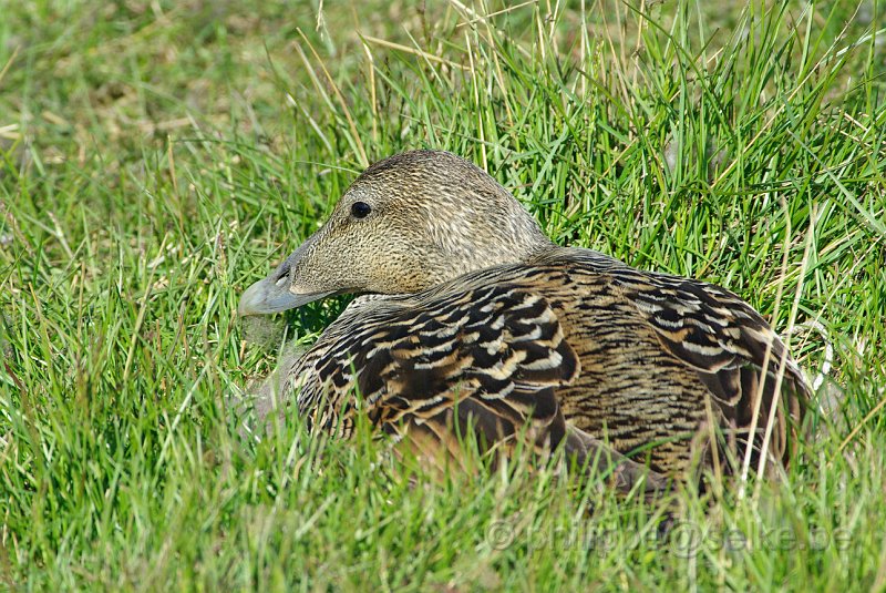 IMGP6038.JPG - Eider à duvet (somateria mollissima)