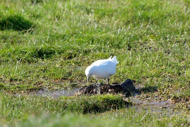 IMGP6078.JPG - Mouette ivoire (pagophila eburnea)