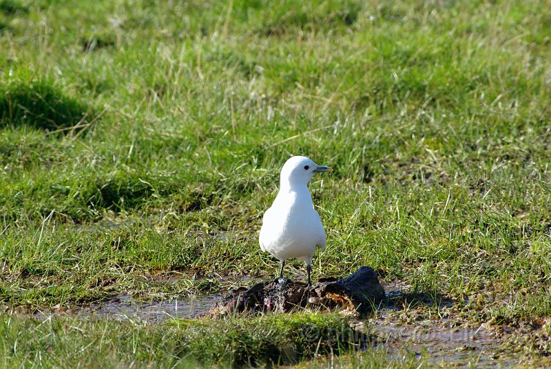 IMGP6081.JPG - Mouette ivoire (pagophila eburnea)