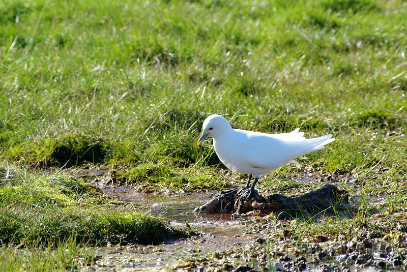 IMGP6090.JPG - Mouette ivoire (pagophila eburnea)