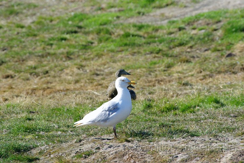 IMGP6096.JPG - Goéland bourgmestre (larus hyperboreus)