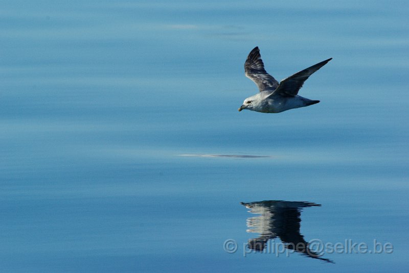 IMGP6158.JPG - Fulmar boréal (fulmarus glacialis)