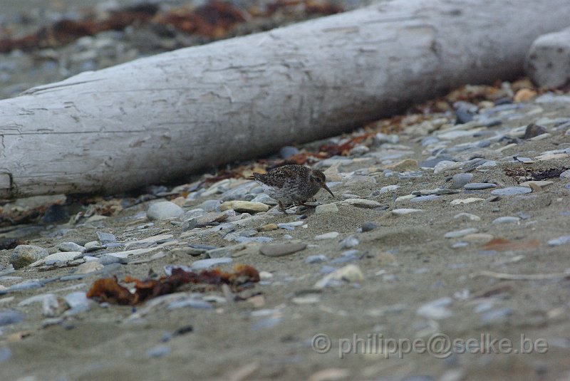 IMGP6210.JPG - Bécasseau violet (calidris maritima)