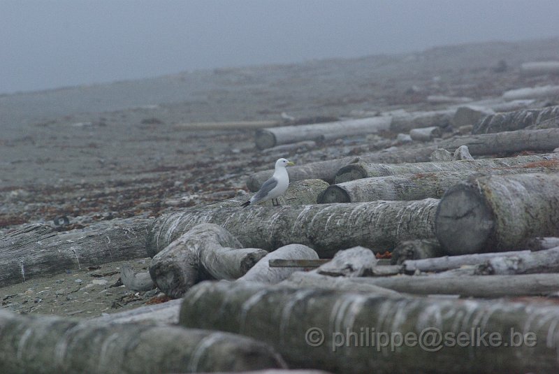 IMGP6215.JPG - Mouette tridactyle (rissa tridactyla)