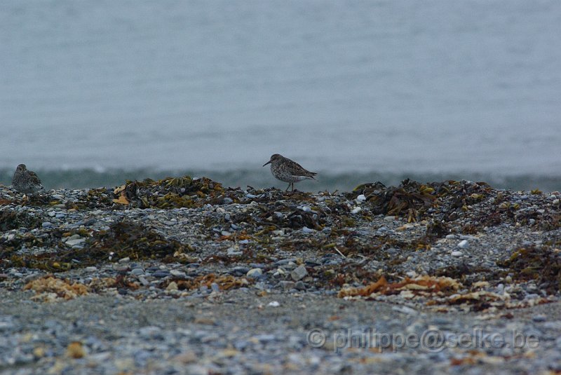 IMGP6216.JPG - Bécasseau violet (calidris maritima)