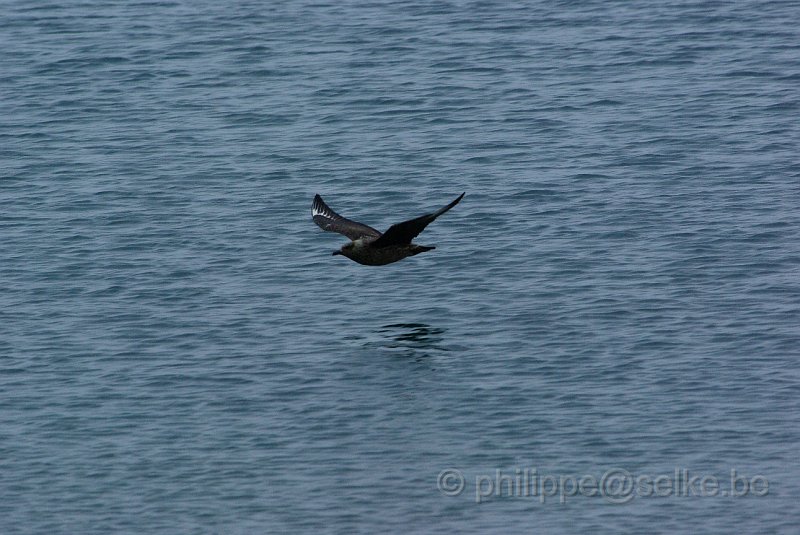 IMGP6292.JPG - Grand labbe (stercorarius skua)