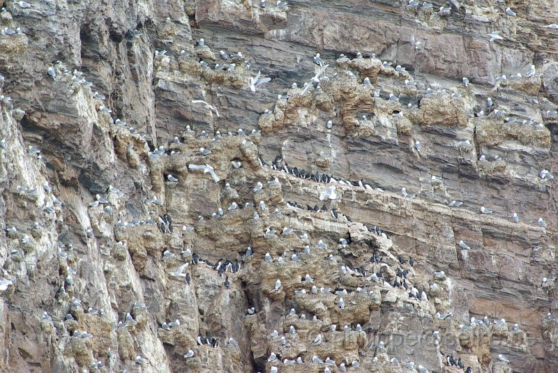 IMGP6493.JPG - Mouette tridactyle (rissa tridactyla) et guillemot de Brünnich (uria lomvia)