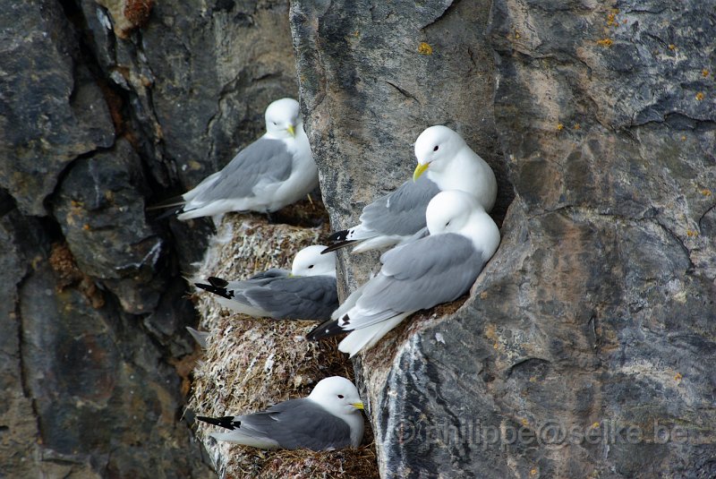 IMGP6518.JPG - Mouette tridactyle (rissa tridactyla)