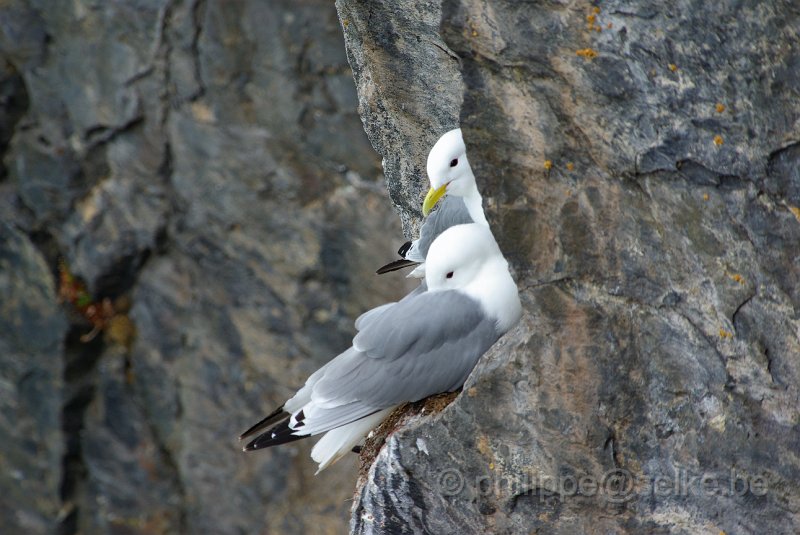 IMGP6523.JPG - Mouette tridactyle (rissa tridactyla)