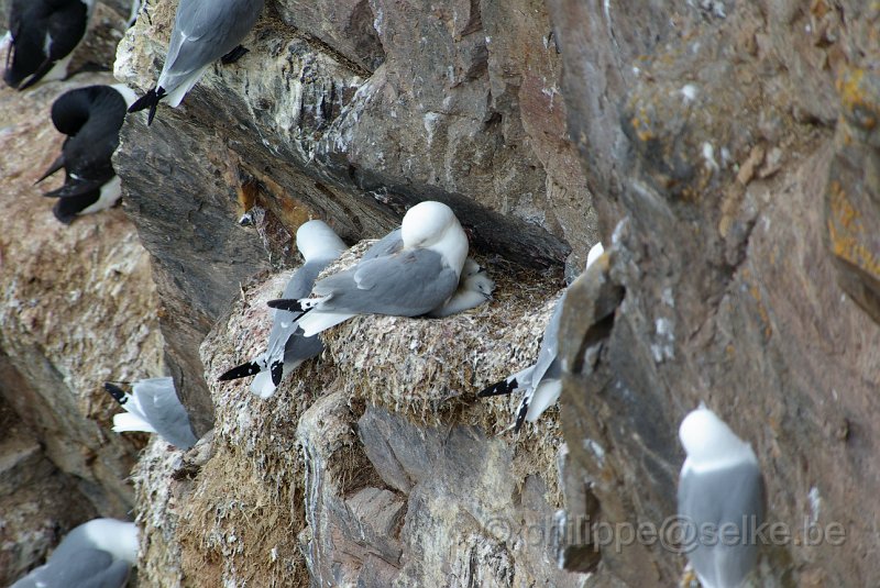 IMGP6526.JPG - Mouette tridactyle (rissa tridactyla)