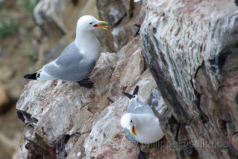 IMGP6528.JPG - Mouette tridactyle (rissa tridactyla)