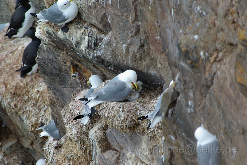 IMGP6537.JPG - Mouette tridactyle (rissa tridactyla)