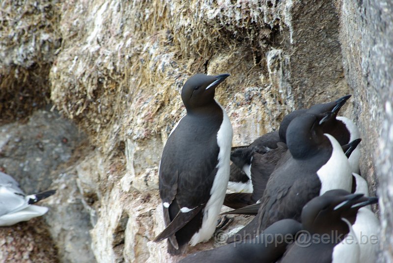 IMGP6556.JPG - Guillemot de Brünnich (uria lomvia)