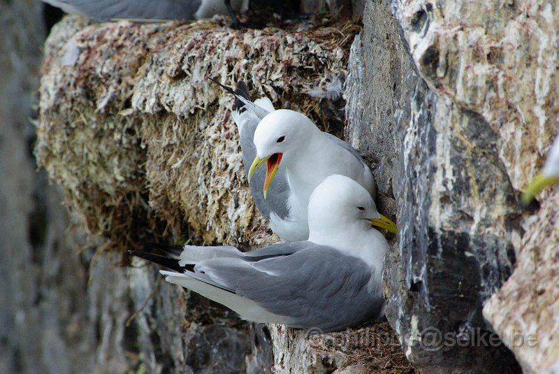 IMGP6559.JPG - Mouette tridactyle (rissa tridactyla)