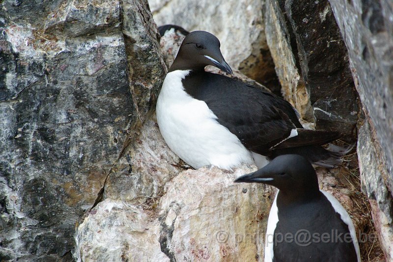 IMGP6562.JPG - Guillemot de Brünnich (uria lomvia)