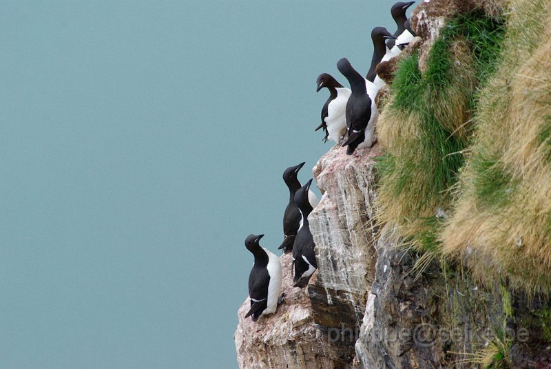 IMGP6565.JPG - Guillemot de Brünnich (uria lomvia)