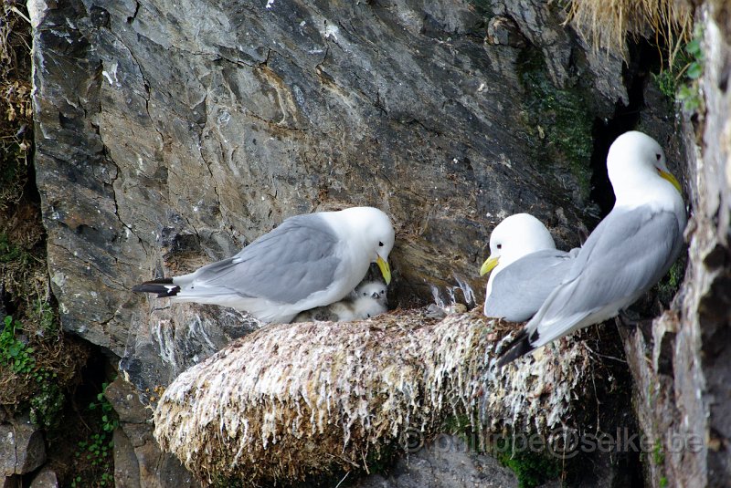 IMGP6575.JPG - Mouette tridactyle (rissa tridactyla)