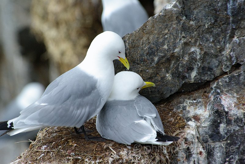 IMGP6588.JPG - Mouette tridactyle (rissa tridactyla)