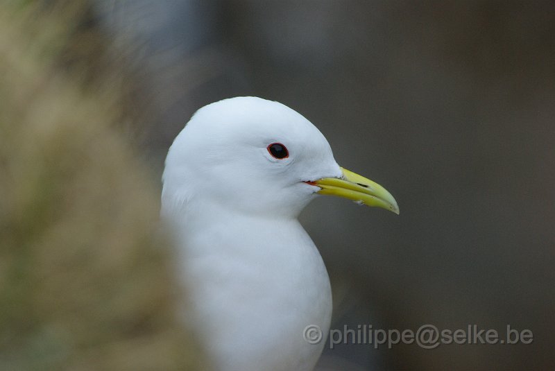 IMGP6594.JPG - Mouette tridactyle (rissa tridactyla)