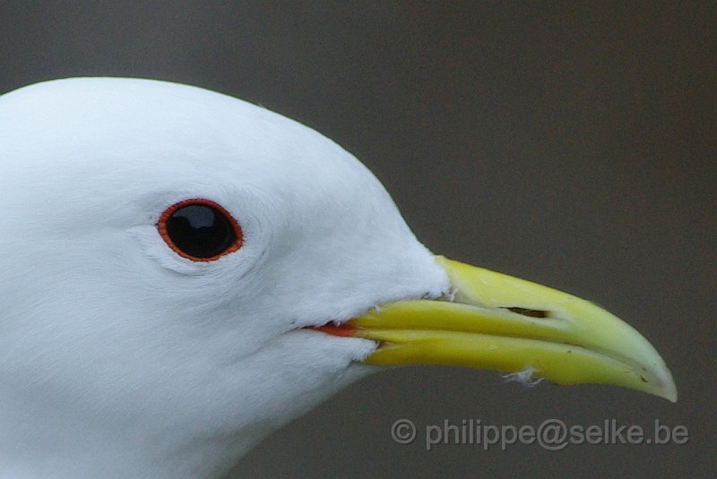 IMGP6595.JPG - Mouette tridactyle (rissa tridactyla)