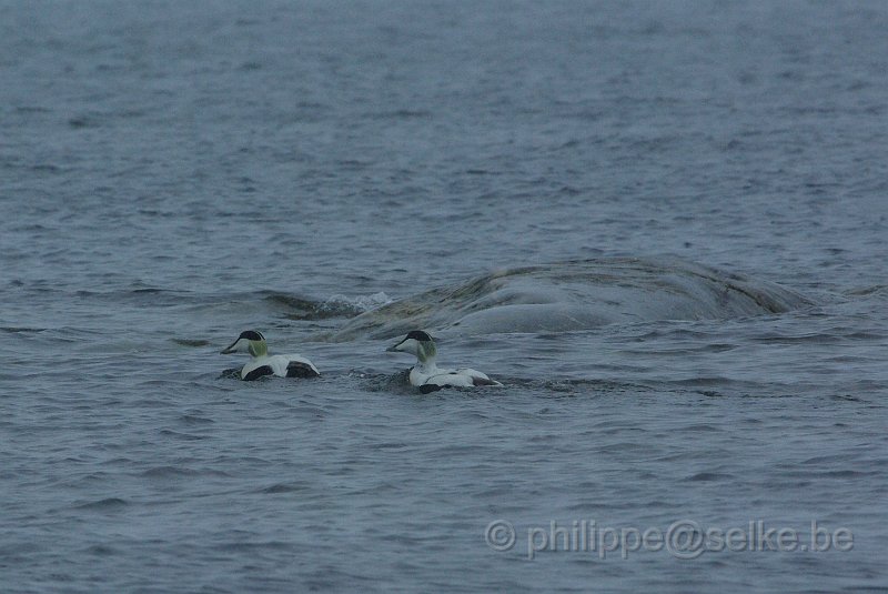 IMGP6690_2.JPG - Eider à duvet (somateria mollissima)