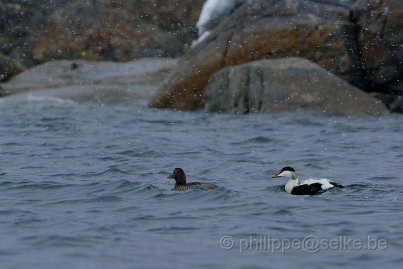 IMGP6718.JPG - Eider à duvet (somateria mollissima)